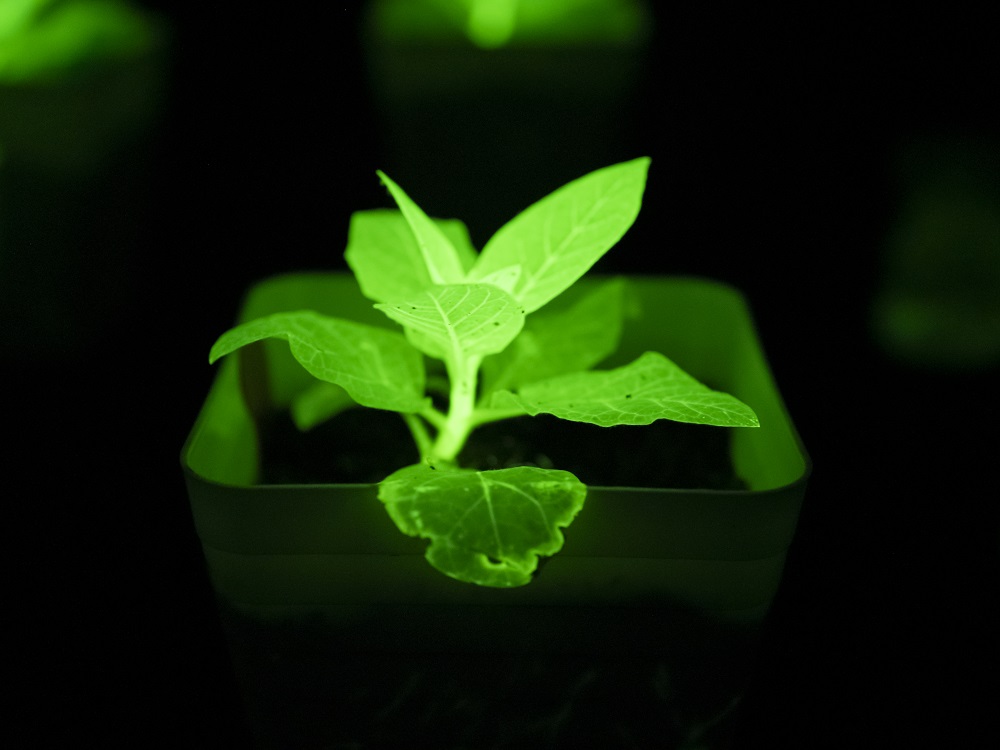 一眾發(fā)光植物 (12).jpg