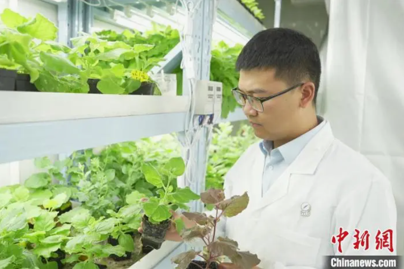 植物也能當“小夜燈”？合肥這家團隊讓綠植綻放夜光！